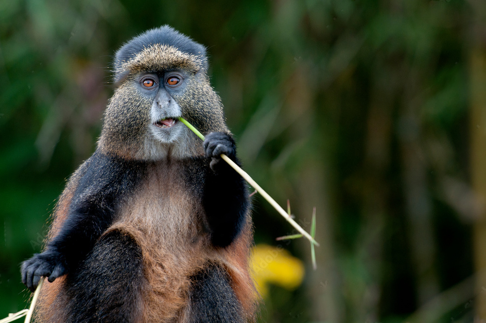 golden monkey eating